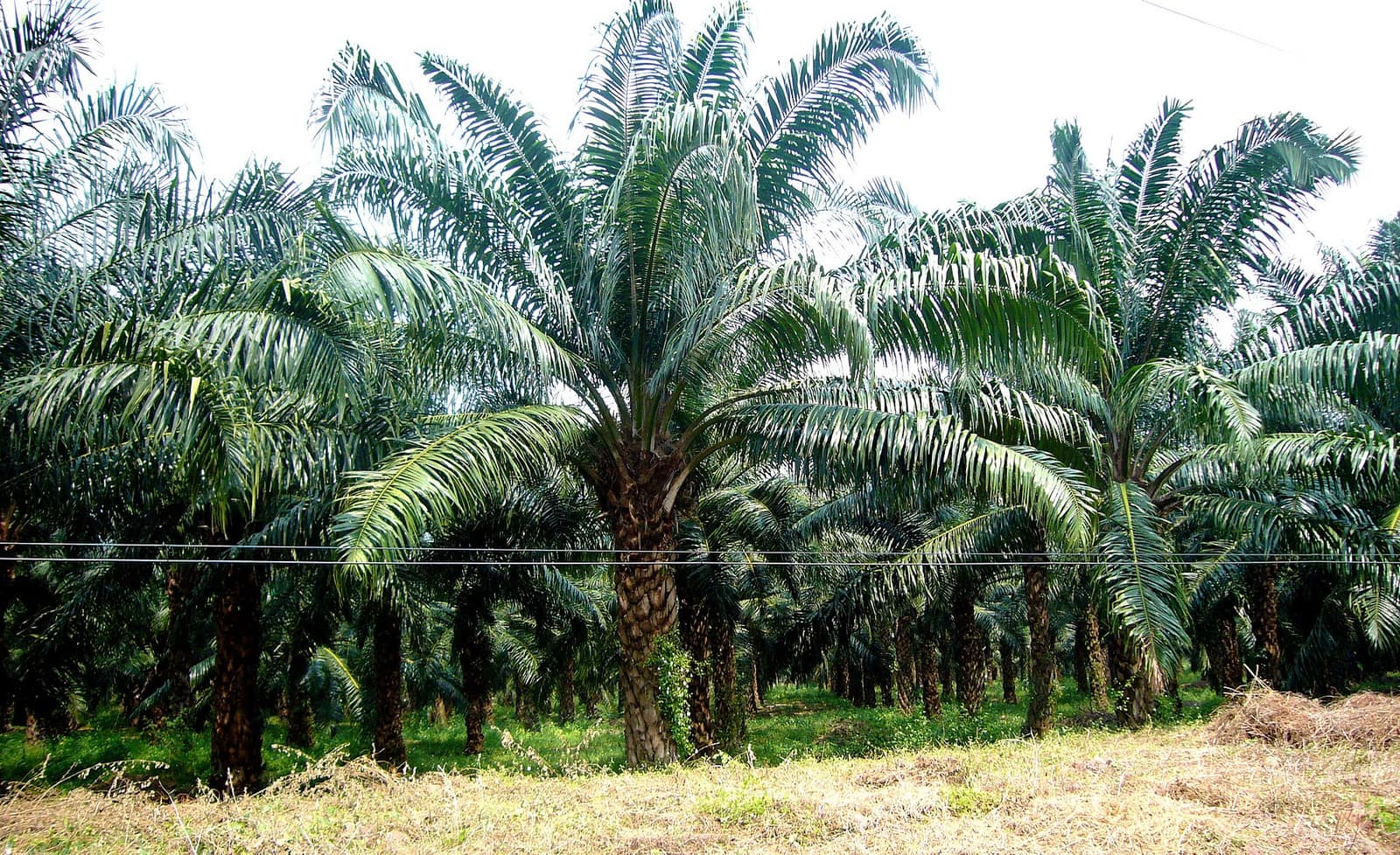 Oil palm gardens in Pedavegi, West Godavari, Andhra Pradesh