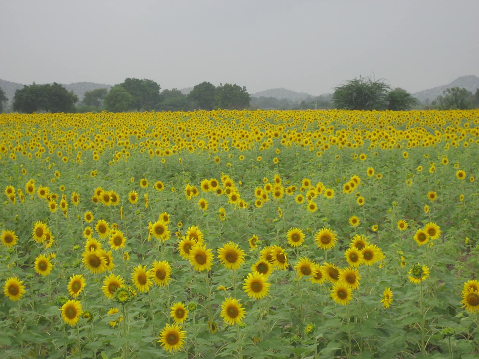 Sunflower fields