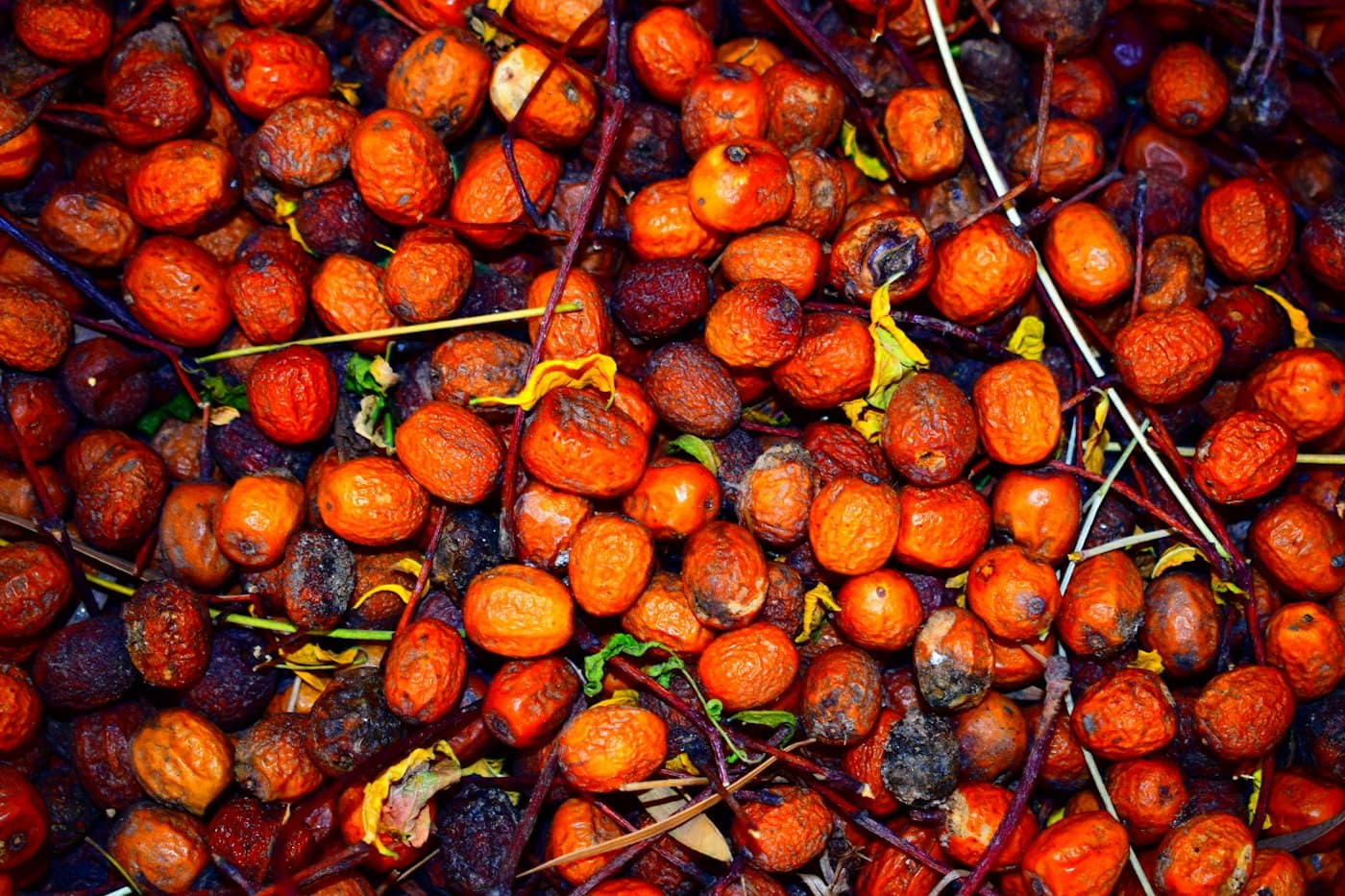 Oil palm fruit