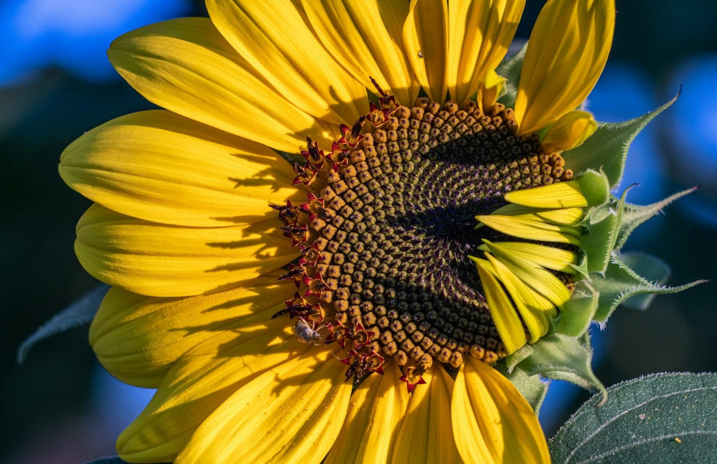 Refined Sunflower Oil